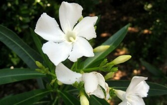 Jasmine Flower Wallpaper