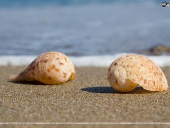Seashells Wallpaper