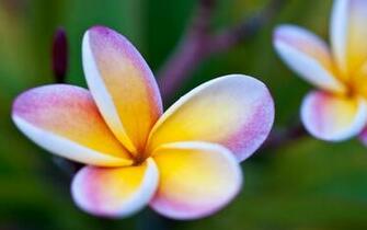 Beautiful Flowers Wallpaper HD For Dekstop