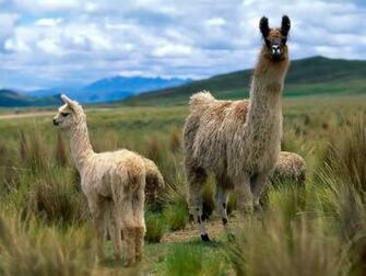 Alpacas And Llamas Image Llama Wallpaper HD