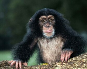 Chimpanzee Wallpaper