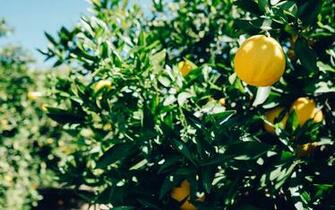 Mother Nature Pomelos Background Image Smells Frutas Healthy