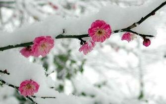 Wallpaper Snow Cherry Blossom Flower Winter Branch