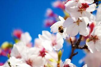 Desktop Wallpaper Spring Scenes