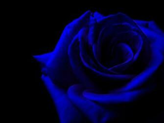 Blue Rose Wallpaper HD Pictures Topwallpaper