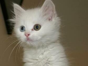 Cats With Two Different Eye Colors Amazingmaterial