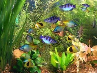 Crawler 3d Marine Aquarium Screensaver Jpg