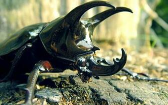 Insects Beetles Wallpaper