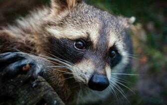Raccoon Computer Wallpaper Desktop Background Id