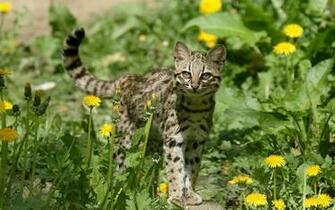 Ocelot Wallpaper