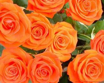 High Quality Rose Wallpaper Screensavers And Background