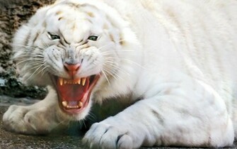 White Tiger Wallpaper And Background For Your Desktop