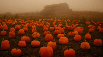 Wallpaper Pumpkin Patch HD Background Desktop