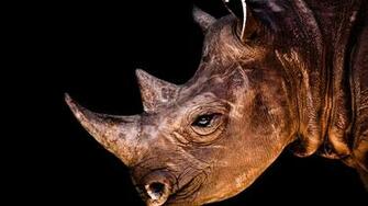 Rhinoceros Portrait HD Wallpaper For X HDwallpaper Net