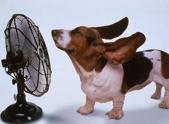 Funny Fat Dogs Wallpaper Widescreen Animal