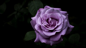 Purple Rose HD Wallpaper