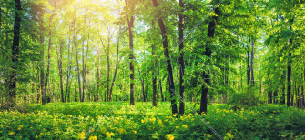 Green Forest In Summer Trendy Wall Mural Photowall