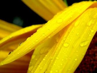 The Best Top Desktop Yellow Wallpaper