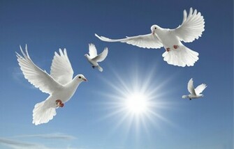 Dove Wallpaper