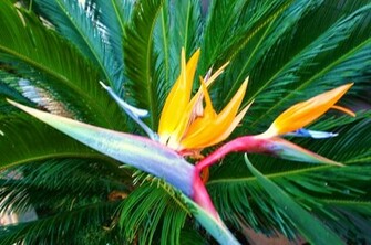 Bird Of Paradise Wallpaper HD