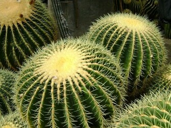 Desert Cactus HD Wallpaper