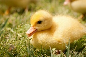 Baby Duck By Nicho90