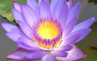 Purple Flower Desktop Wallpaper