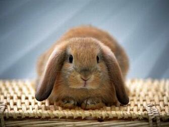 Cute Baby Rabbits HD Wallpaper In Animals Imageci