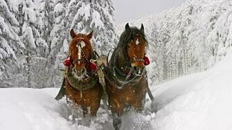 Wallpaper Horse Snow Sled Sledding Full HD