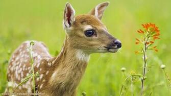 Animals Wallpaper HD 1080p Desktop