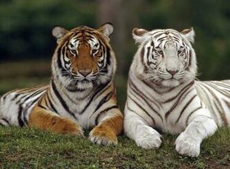 Orange White Tiger Wallpaper Animal Lovers