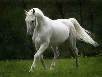 Wallpaper Gallery Beautiful Horse
