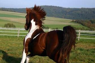 American Saddlebred Stock By Luda