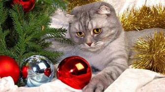 Cute Cats Christmas HD Wallpaper
