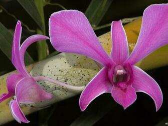Papel De Parede Orquideas Flower Beautiful Photography