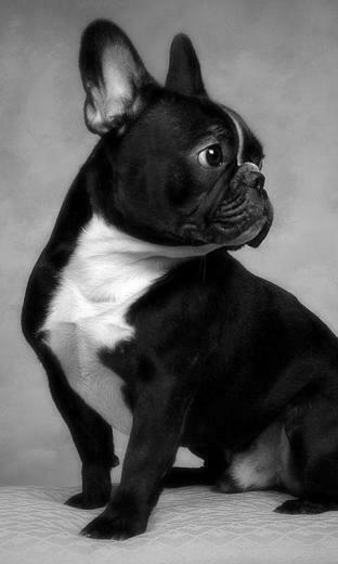 French Bulldogs HD Wallpaper Android Apps On Google Play