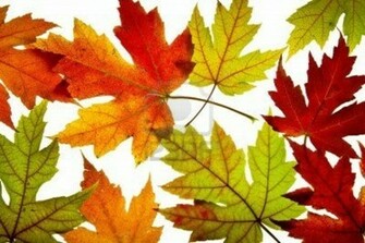 Fall Color Background Wallpaper HD Background Desktop