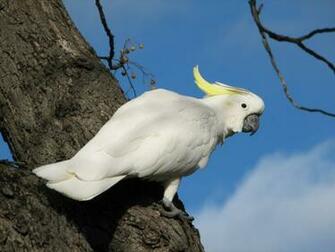 Sulphur Crested Cockatoo Wallpaper Animal Hq