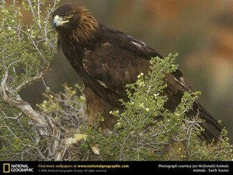 Back Pix For Golden Eagle Wallpaper