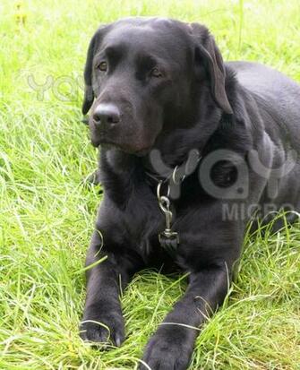 Dogs Wallpaper Black Labrador Dog Animals Lab Puppies
