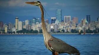 Dierenrijk Great Blue Heron Wallpaper