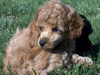 Poodle Toy All Small Dogs Wallpaper