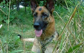 German Shepherd Dog Wallpaperwallpaper Breeds Picture