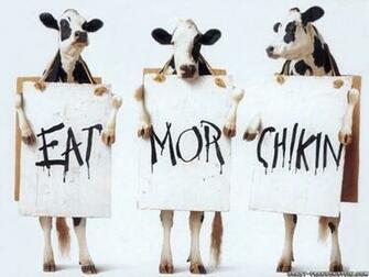 Wallpaper Funny Quotes Jokes Cineposters Better Eat More Chicken