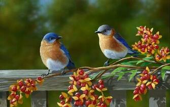 Beautiful Birds Wallpaper Car Pictures