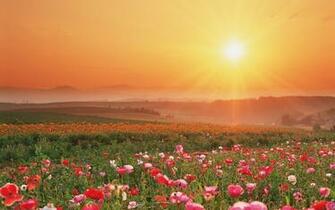 Summer Flowers Wallpaper HD Desktop Widescreen For Mobile