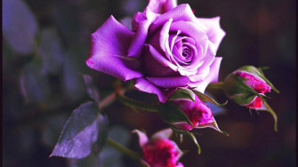Wallpaper Of Purple Roses