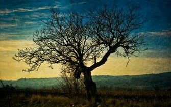 Dark Tree Desktop Pc And Mac Wallpaper
