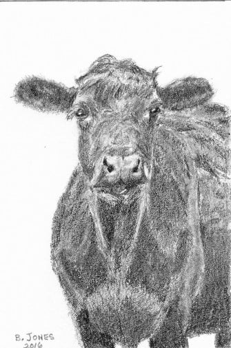 Black Angus Drawing By Barry Jones Fine Art America