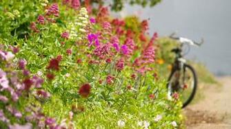 Wallpaper Flowers Landscape Bike
